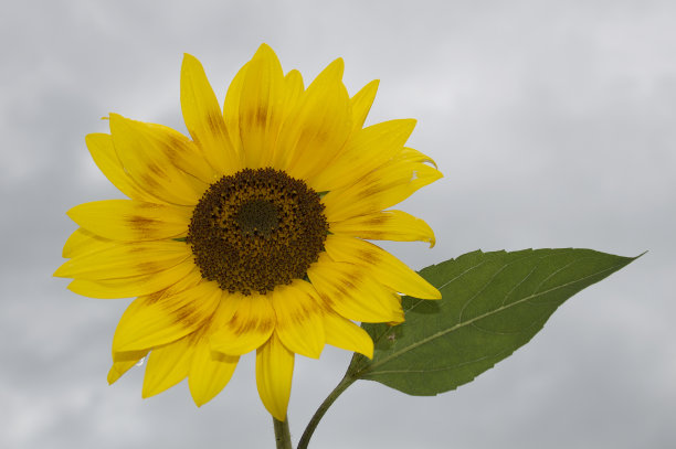大的黄色的向日葵图片下载
