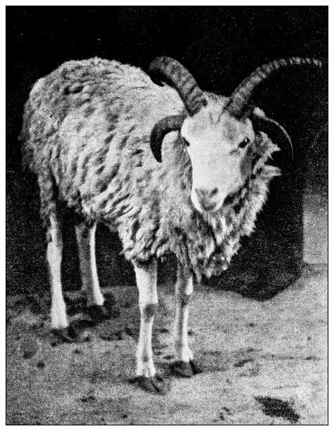 第一次意大利-埃塞俄比亚战争(1895-1896)的古董照片:四角羊肉图片下载