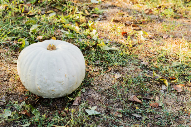 日落时分田间的南瓜，秋收时节。照片南瓜生长在花园里。南瓜补丁。万圣节和感恩节的象征。副本的空间。图片下载