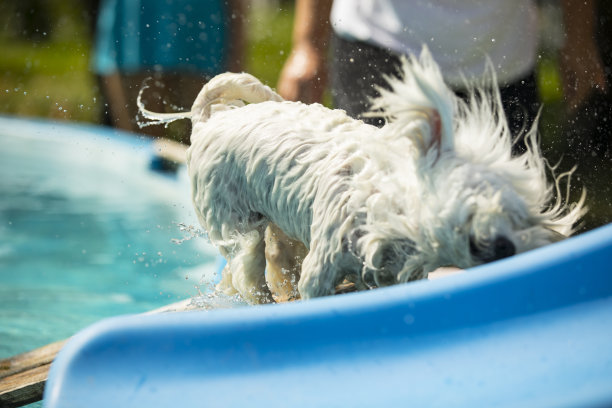 湿马尔济斯狗在游泳池边摇水图片下载