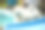 湿马尔济斯狗在游泳池边摇水图片下载