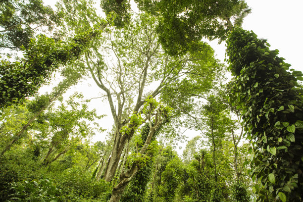 热带雨林图片下载