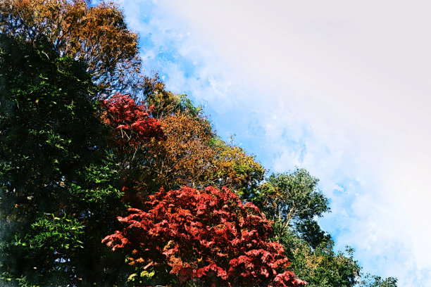 抽象的彩色树枝树在森林中的水彩画背景。图片下载