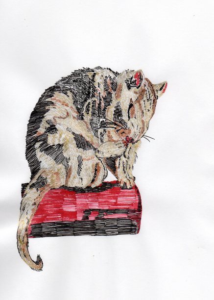 澳大利亚本土帚尾负鼠的素描图片下载