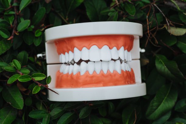 下巴解剖模型图片下载