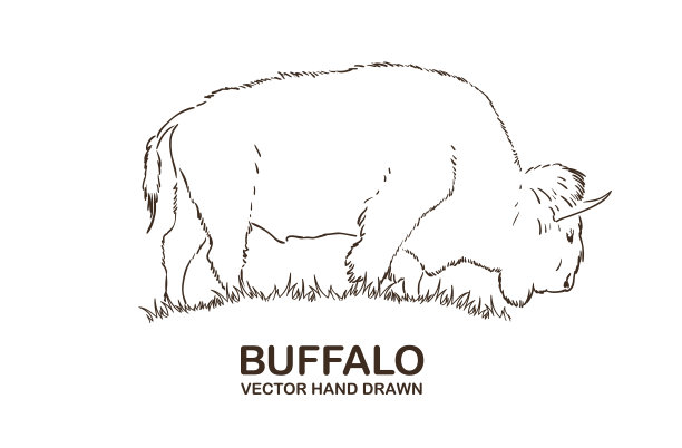 矢量插图:手绘水牛线孤立在白色背景上图片下载