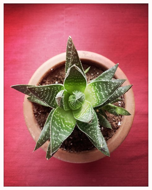 长得像芦荟的肉质植物图片下载