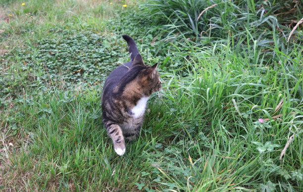 猫是心烦意乱图片下载