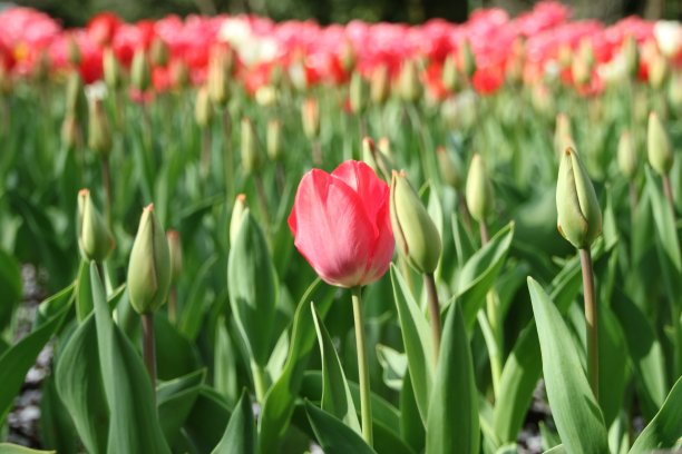 郁金香的花朵图片下载