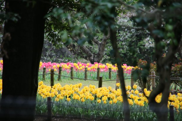 郁金香的花朵图片下载