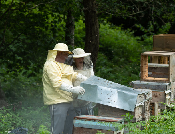 养蜂人研究蜂窝图片下载