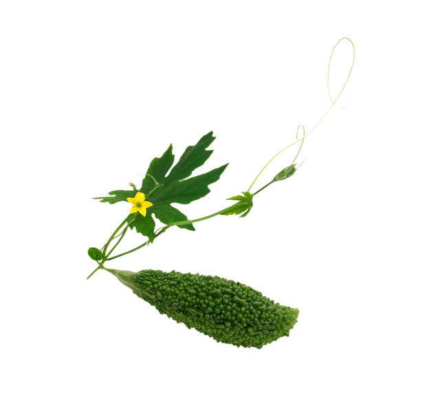 苦瓜孤立在白色背景图片下载
