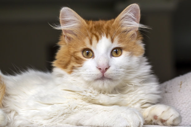 宠物，黄色长毛猫图片下载