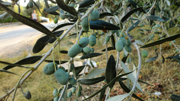 土耳其橄榄树上未成熟的带叶子的橄榄图片下载