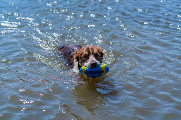 棕色和白色边境牧羊犬在湖里游泳取球图片下载