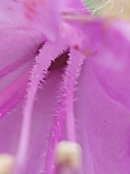 粉红色和紫色的花图片下载