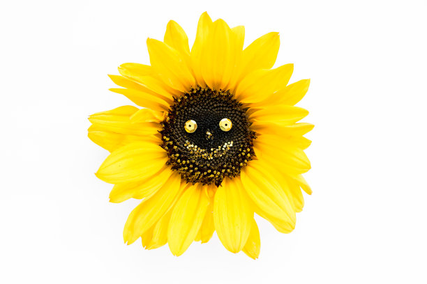 白色背景上的黄色向日葵的微笑。花卉的模式。公寓平躺着，俯视图。帧的鲜花。花的质地图片下载
