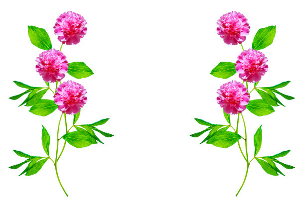 色彩鲜艳的牡丹图片下载