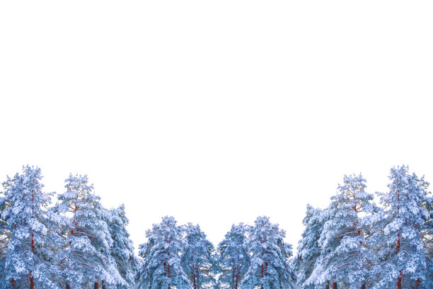 冬天的森林与积雪覆盖的树图片下载