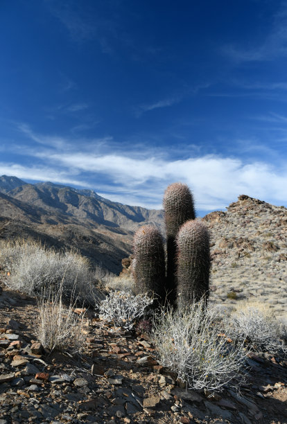 沙漠中间的三棵仙人掌。图片下载