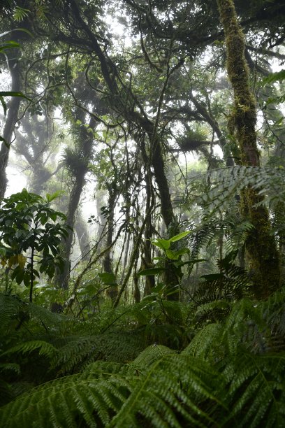 热带森林神秘、神秘、奇异的气氛图片下载