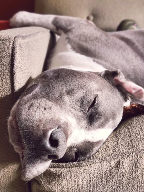 宽松的双下巴图片下载