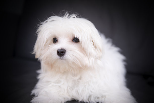 马耳他的白狗图片下载