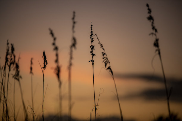 佛罗里达州杰克逊维尔海滩沙丘上的草生长(点击查看)图片下载