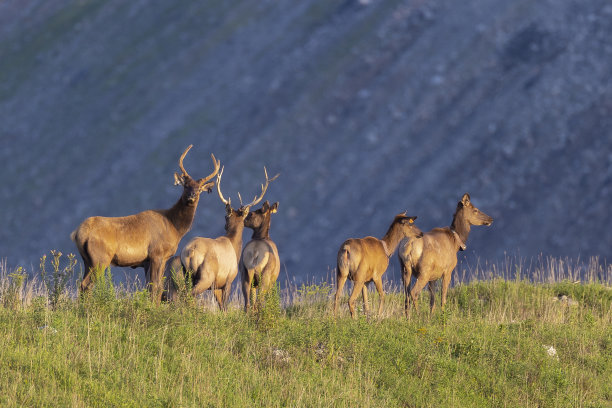 每一个图片下载