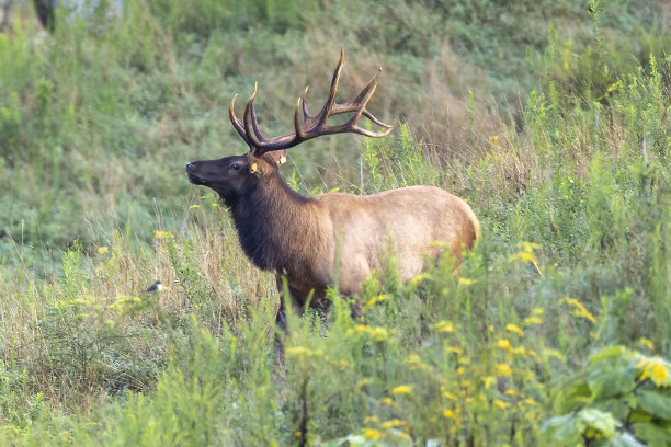每一个图片下载