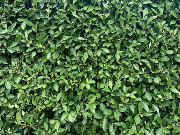 小绿叶图案背景。图片下载