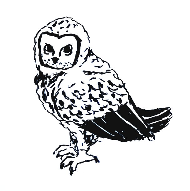 坐在猫头鹰。白色背景上的线性插图。图片下载