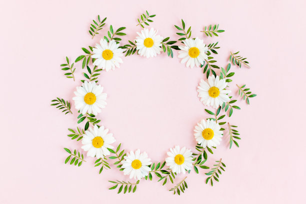 圆框，洋甘菊花环，花瓣，叶子在粉红色的背景。平躺，俯视图图片下载