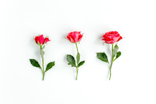 白色背景上的红玫瑰。最小的春天花卉图案。平躺，俯视图图片下载