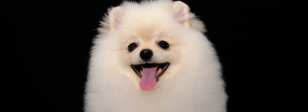 白色博美犬特写头部在黑色背景上。博美犬展示了美丽的发型图片下载