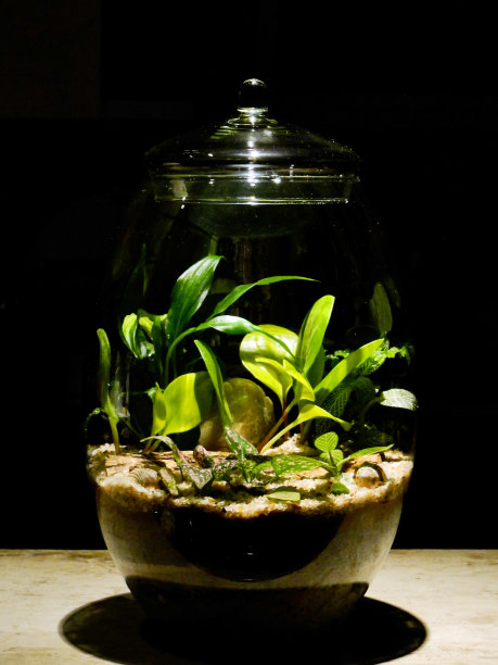 湿度植物玻璃容器图片下载