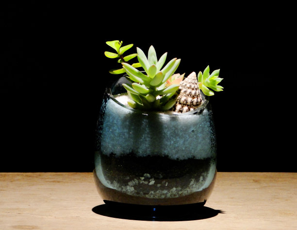 多肉植物盆景在一个蓝色的花瓶图片下载