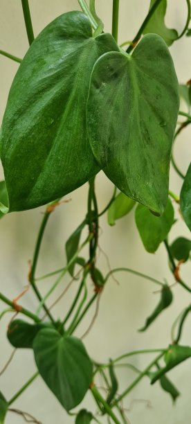 巴西喜林芋图片下载