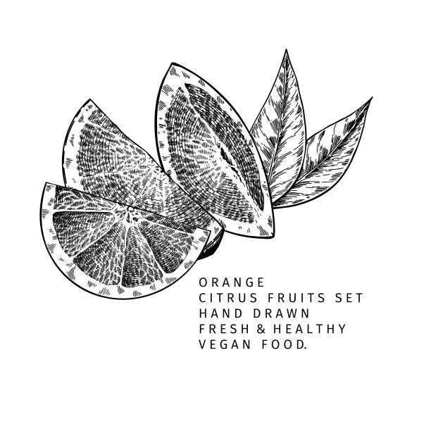 手绘橙色水果和树叶。刻矢量插图。甜柑橘类外来植物。夏收，果酱或果酱果酱的素食成分。菜单，包装，化妆品，食品设计。图片下载