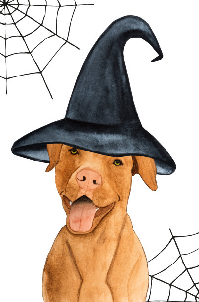 可爱，漂亮的巧克力色的小狗。特写镜头图片下载