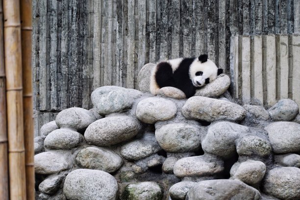熊猫图片下载