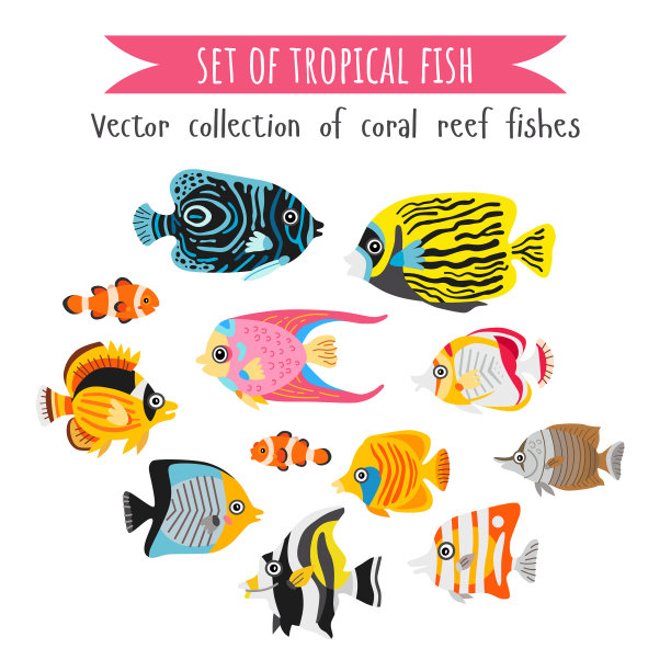 设平式珊瑚鱼水底动物图片下载