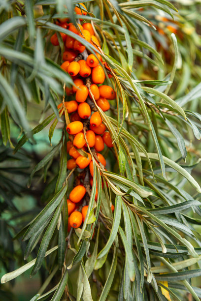 橘色的沙棘浆果在树枝上。图片下载