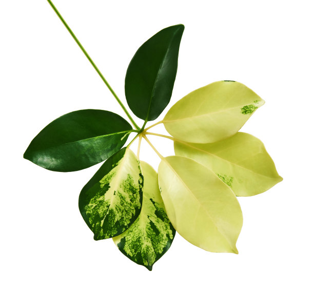杂斑叶(金卡佩拉)，异域热带叶，孤立在白色背景与修剪路径图片下载