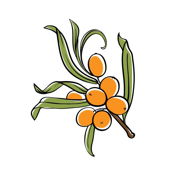 有浆果的沙棘枝。矢量插图孤立在白色背景图片下载