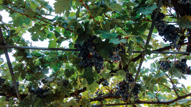种植葡萄种植园在土耳其的自然背景图片下载