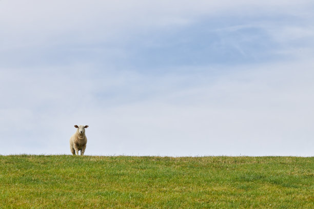 在德国北海的一个堤坝上放牧的羊群和单独的绵羊的照片图片下载
