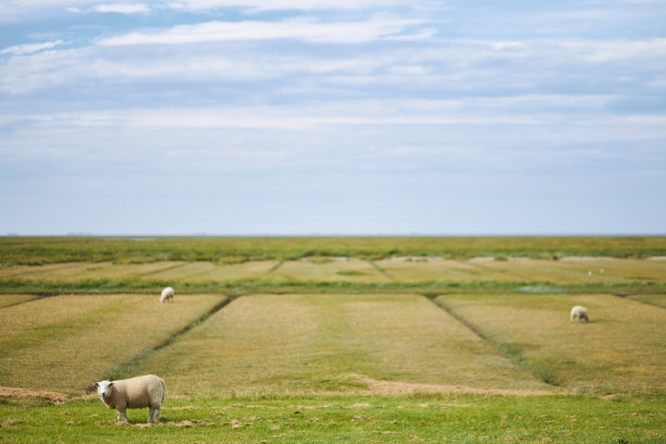 在德国北海的一个堤坝上放牧的羊群和单独的绵羊的照片图片下载