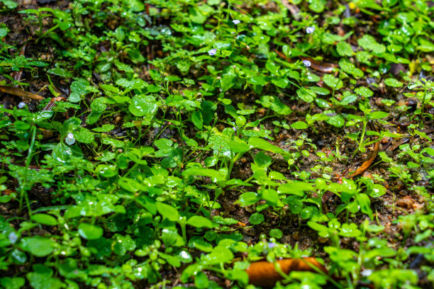 Nice green lawn/grass其他绿色草地的图像。图片下载