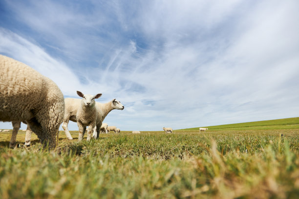 在德国北海的一个堤坝上放牧的羊群和单独的绵羊的照片图片下载